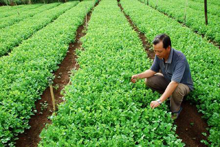 Rau nội sốt giá vì rau độc Trung Quốc - 1