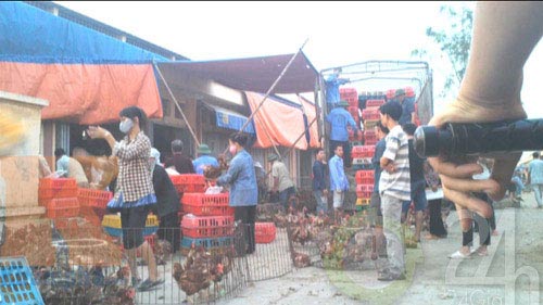 Hành trình truy tìm gà 30 nghìn/kg - 2