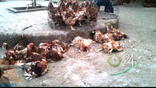 Hành trình truy tìm gà 30 nghìn/kg - 6