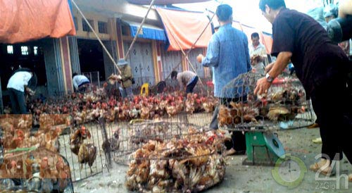 "Giải mã" gà 30.000 đồng/kg - 1