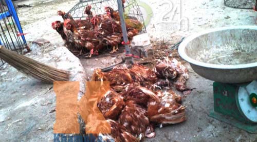 "Giải mã" gà 30.000 đồng/kg - 3