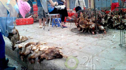 "Giải mã" gà 30.000 đồng/kg - 4
