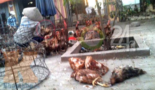 "Giải mã" gà 30.000 đồng/kg - 5