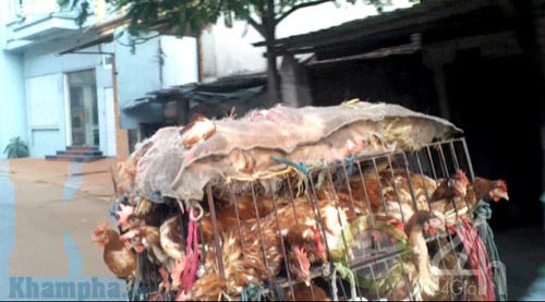 "Giải mã" gà 30.000 đồng/kg - 8