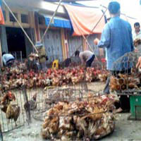 "Giải mã" gà 30.000 đồng/kg