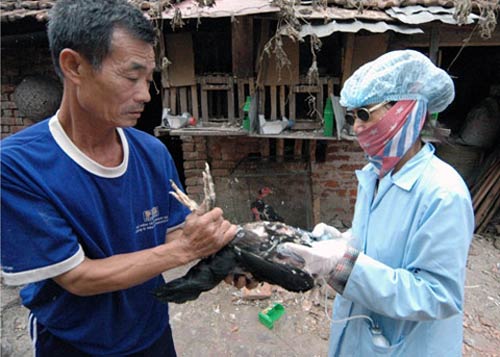 Virus cúm H7N9 gây tử vong cho người ở TQ có gì lạ? - 1