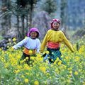 Đi đâu - Xem gì - Mê mẩn vẻ đẹp cao nguyên Đồng Cao