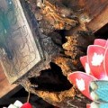 Tin tức - Cận cảnh chùa Một Cột xuống cấp trầm trọng