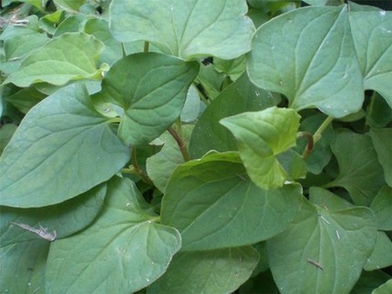 danh bay mun nho rau diep ca - 2
