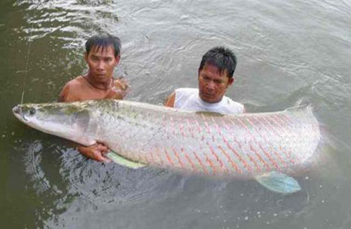ky cong nuoi de lam canh “quai vat nuoc ngot” - 1