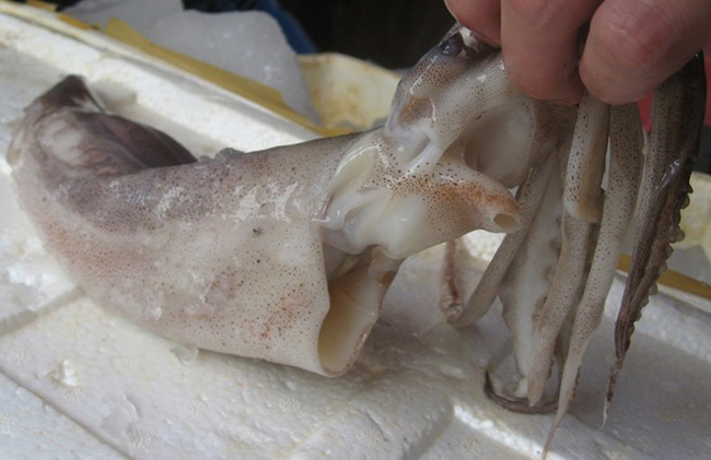 Bên trong xưởng ngâm tẩm mực thối ở Hà Nội