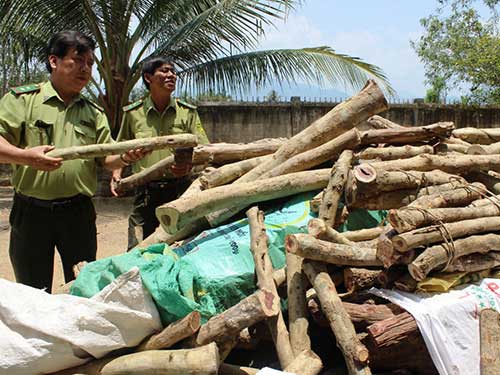 chat go trac non ban cho trung quoc - 1