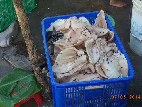 chu co so heo thoi cam nu trang de nop phat - 2