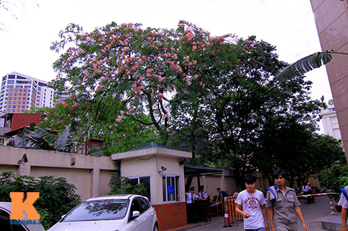 muong hoa dao ruc ro goc troi ha noi - 7