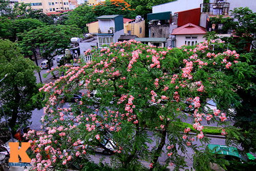 muong hoa dao ruc ro goc troi ha noi - 1