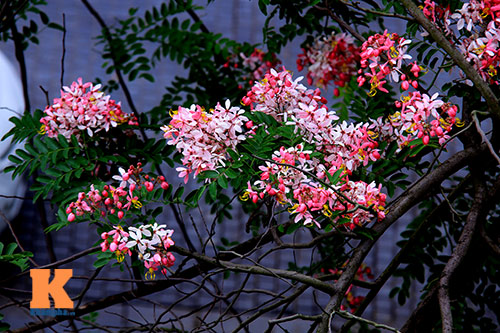 muong hoa dao ruc ro goc troi ha noi - 2