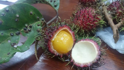 tp.hcm: xuat hien chom chom ruot vang - 1