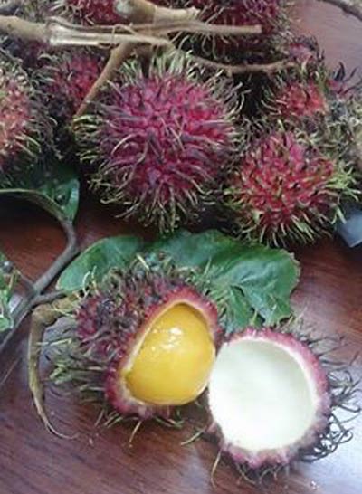 tp.hcm: xuat hien chom chom ruot vang - 2