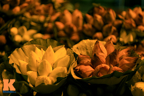 cho sen som o ha thanh - 9