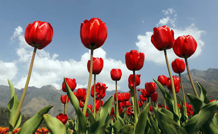 Ngắm hoa tulip mà chẳng cần đến Hà Lan - 2