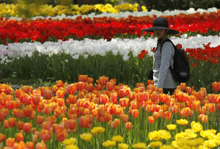 Ngắm hoa tulip mà chẳng cần đến Hà Lan - 1