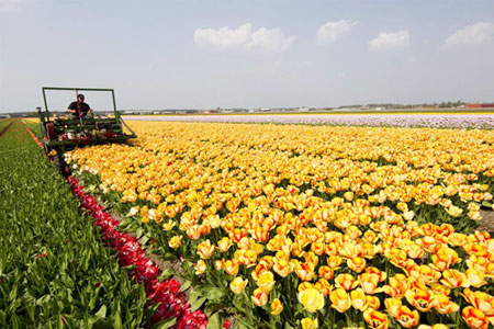 Ngắm hoa tulip mà chẳng cần đến Hà Lan - 4