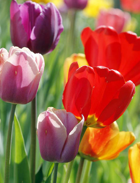 Ngắm hoa tulip mà chẳng cần đến Hà Lan - 5