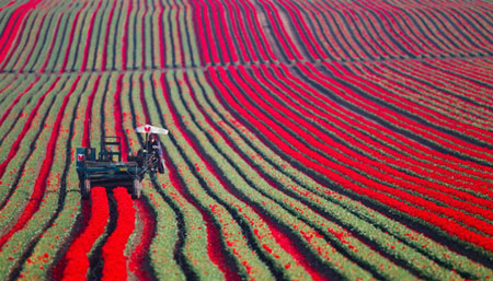 Ngắm hoa tulip mà chẳng cần đến Hà Lan - 7