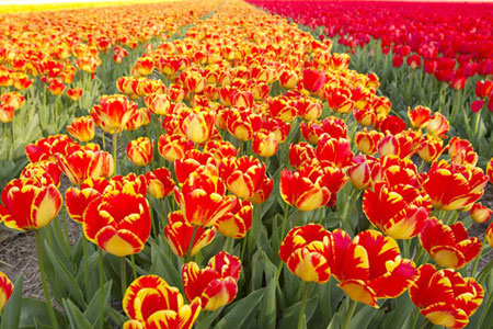 Ngắm hoa tulip mà chẳng cần đến Hà Lan - 8