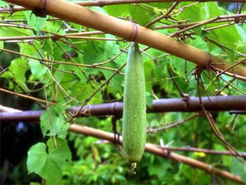 6 loại rau củ đặc biệt tốt cho thai phụ - 1