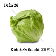 Sổ tay mang thai: Bé bằng cây bắp cải - 1