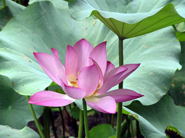 Hô biến vòng 2 'phệ' bằng lá sen khô - 2