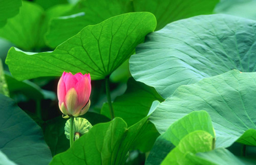 Hô biến vòng 2 'phệ' bằng lá sen khô - 1