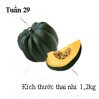 Sổ tay mang thai: Bé bằng quả bí - 1