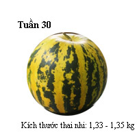 Sổ tay mang thai: Bé bằng quả dưa bở - 1