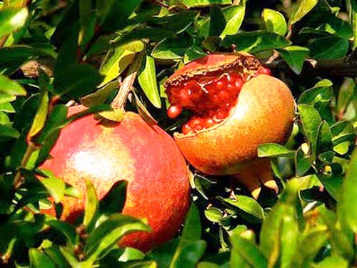Mẹ bầu ăn lựu, bé có má lúm đồng tiền? - 1