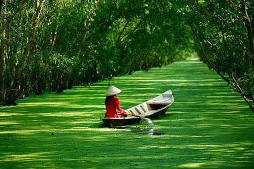 Chuyện gái miền Tây “cắt lúa nằm” - 1