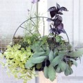 Nhà đẹp - Tự làm vườn treo trồng rau trong bếp