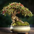 Nhà đẹp - Chiêm ngưỡng mẫu bonsai đẹp nhất thế giới