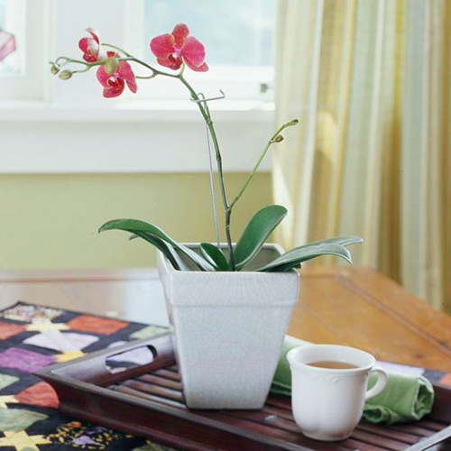 tuyet chieu cham soc phong lan dep my mieu - 2