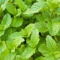 Sức khỏe - Húng lủi - rau quý trong vườn