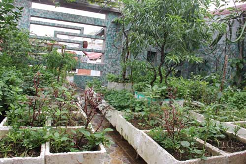 vi sao nguoi ha noi chi bac trieu tu trong rau? - 1