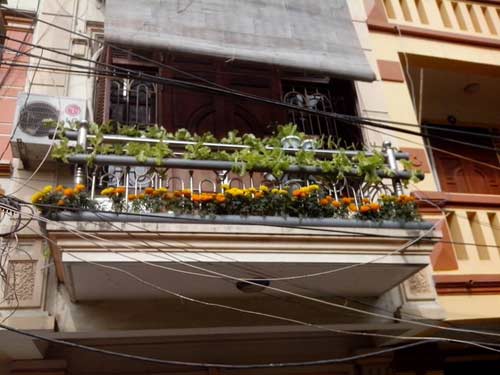 vi sao nguoi ha noi chi bac trieu tu trong rau? - 2