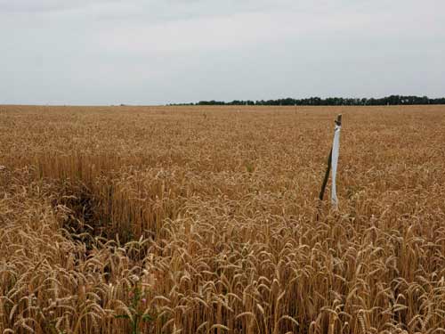 am anh khung canh 'nghia dia mh17' - 4