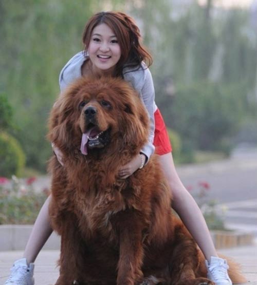 hot girl xinh dep thanh tham hoa vi 'dao keo' - 1