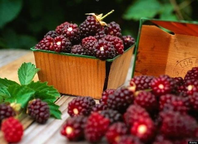 Thực phẩm ' âm thầm ' làm mất sữa mẹ