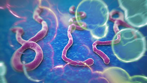 bung phat dich ebola, 729 nguoi tu vong o tay phi - 2
