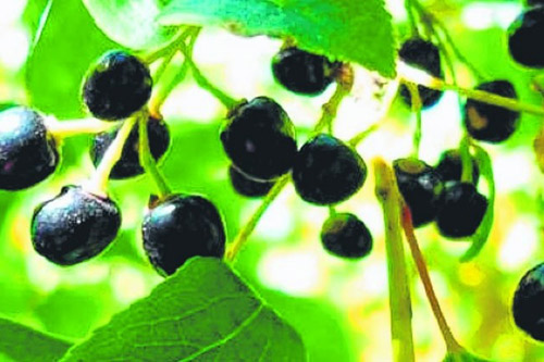Topics tagged under vitamin on Diễn đàn Tuổi trẻ Việt Nam | 2TVN Forum 1407149105-7