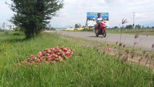 thanh long do day duong - 2
