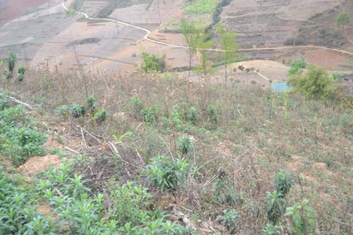 bi kich cua nguoi phu nu h’ mong to chong giet nguoi - 1